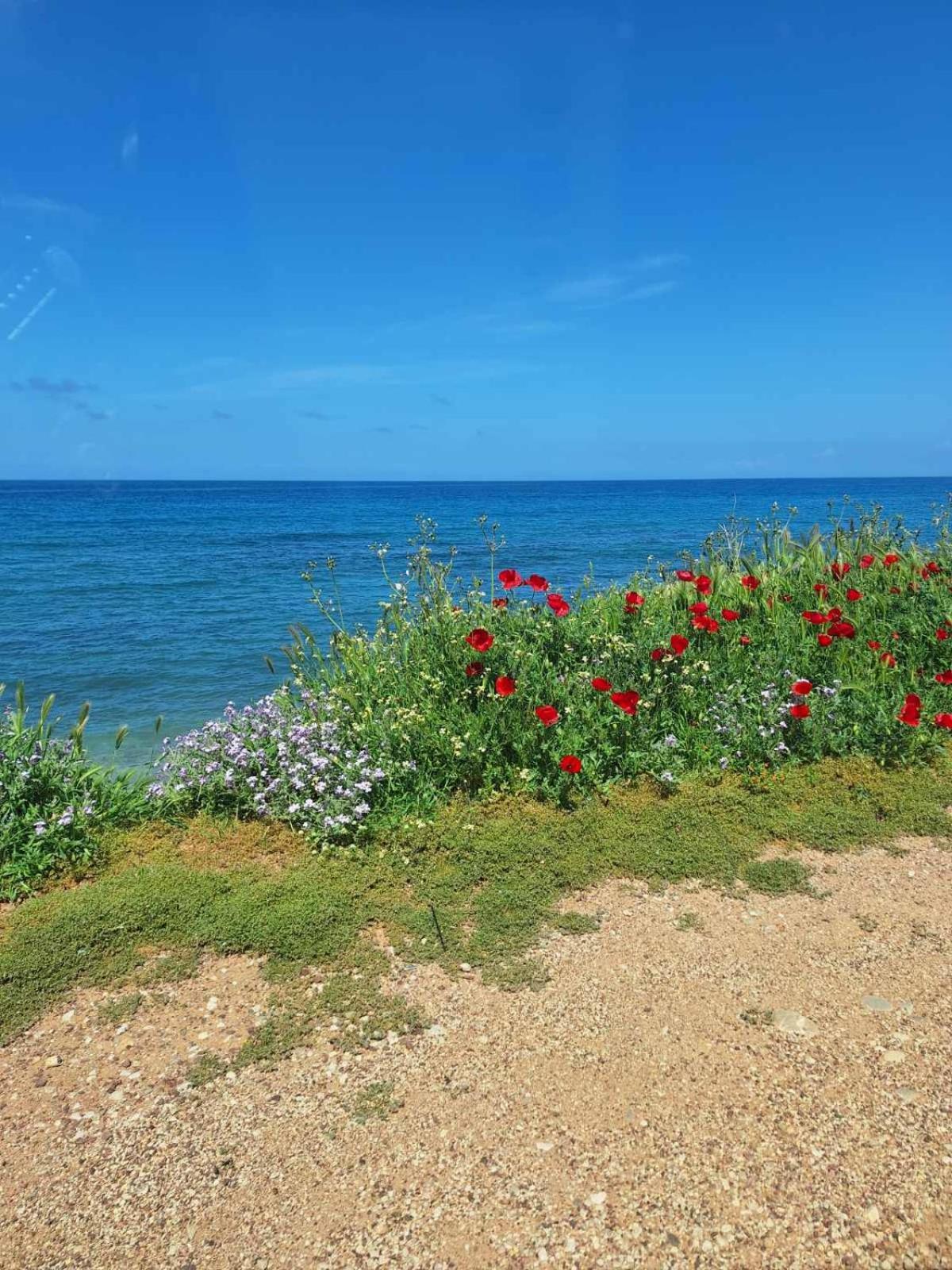 Ariadne Studio Kyparissia Luaran gambar